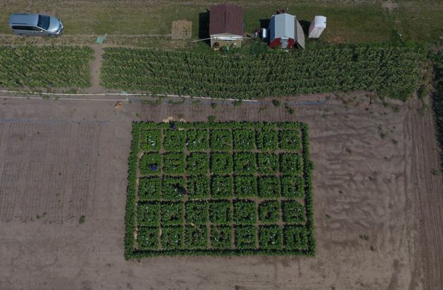 Aerial view of 2017 field trials.