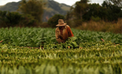 A farmer harvests tobacco leaves at a plantation in the valley of Vinales, in the western Cuban province of Pinar del Rio, January 27, 2015. Picture taken January 27, 2015. REUTERS/Pilar Olivares